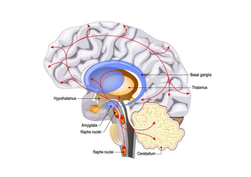 Diagram of the brain