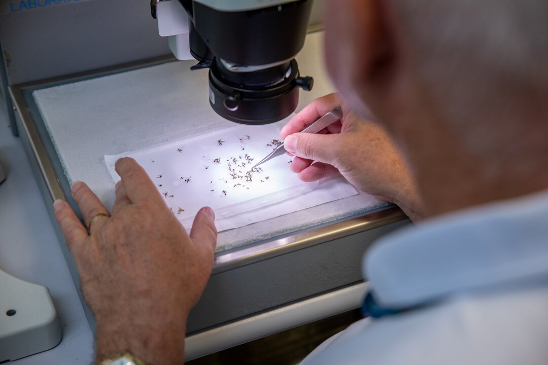 Mosquito testing