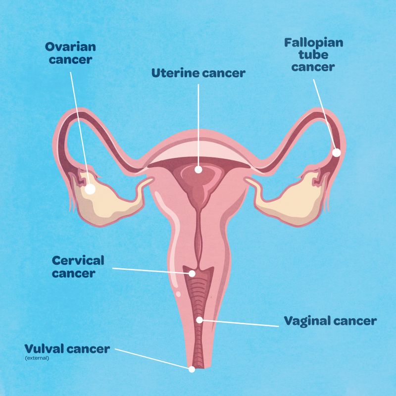 A diagram showing the different parts of the female reproductive system.