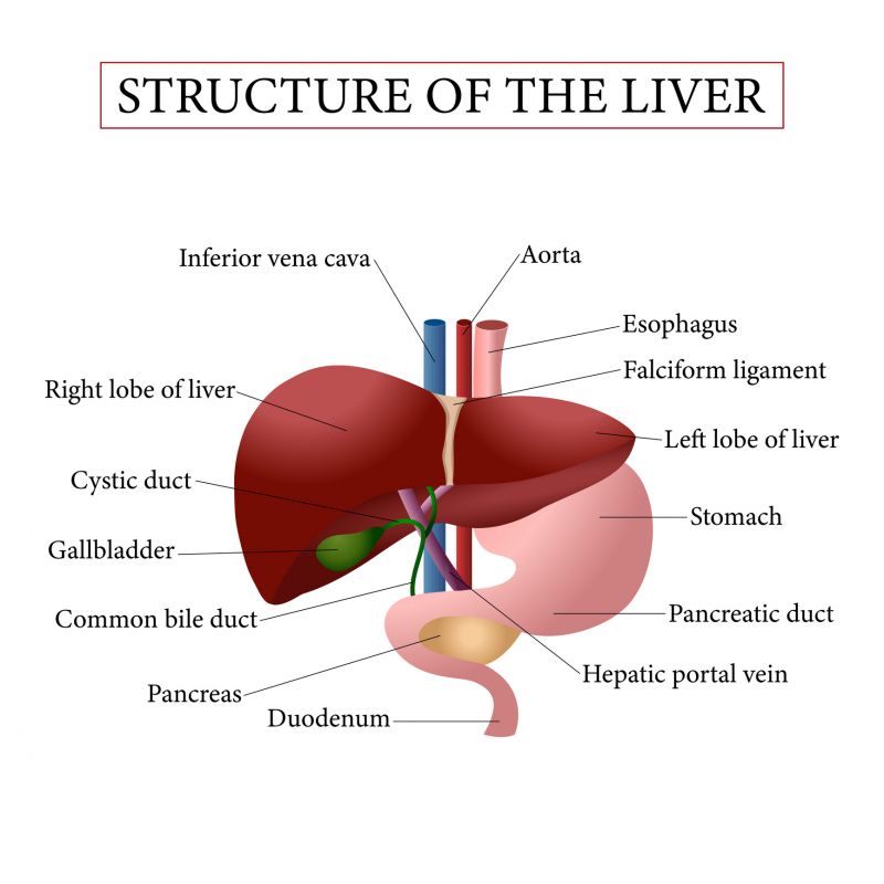 A diagram showing the anatomy of the liver.