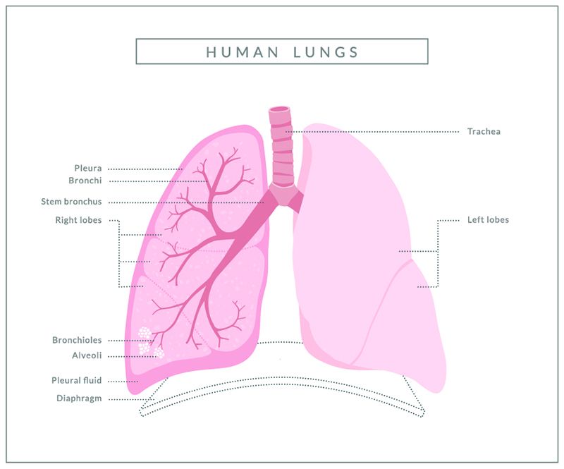 Diagram of lungs