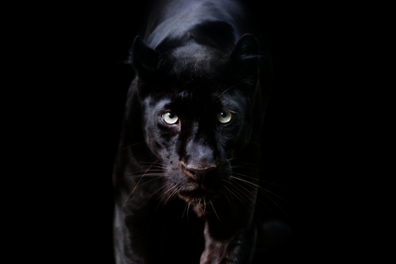 A black panther or leopard emerges from the dark with striking and hungry green eyes