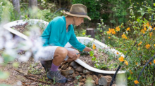 A woman in a wide-brimmed hat, turquoise long-sleeve shirt, shorts and boots crouches down tending to her lush garden. Some orange cosmos are in the foreground.