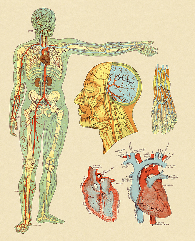 Diagram of the human circulatory system