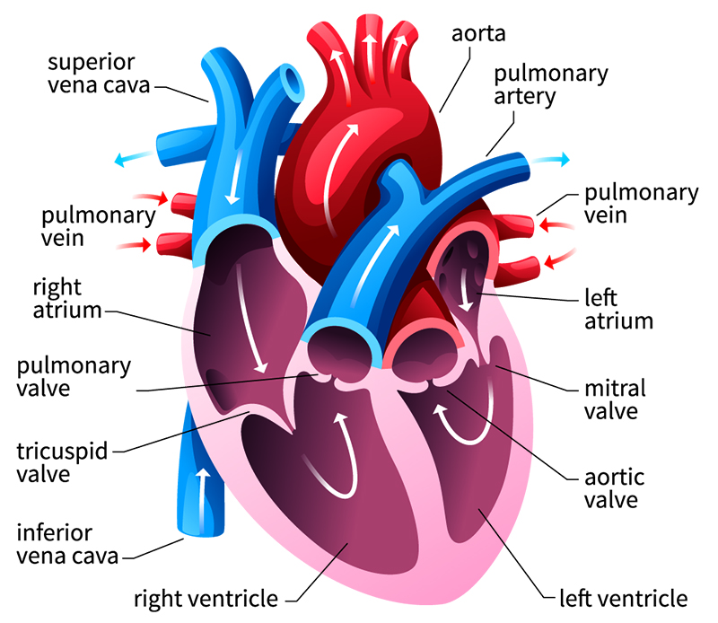 Diagram of the heart