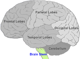 Brain Stem