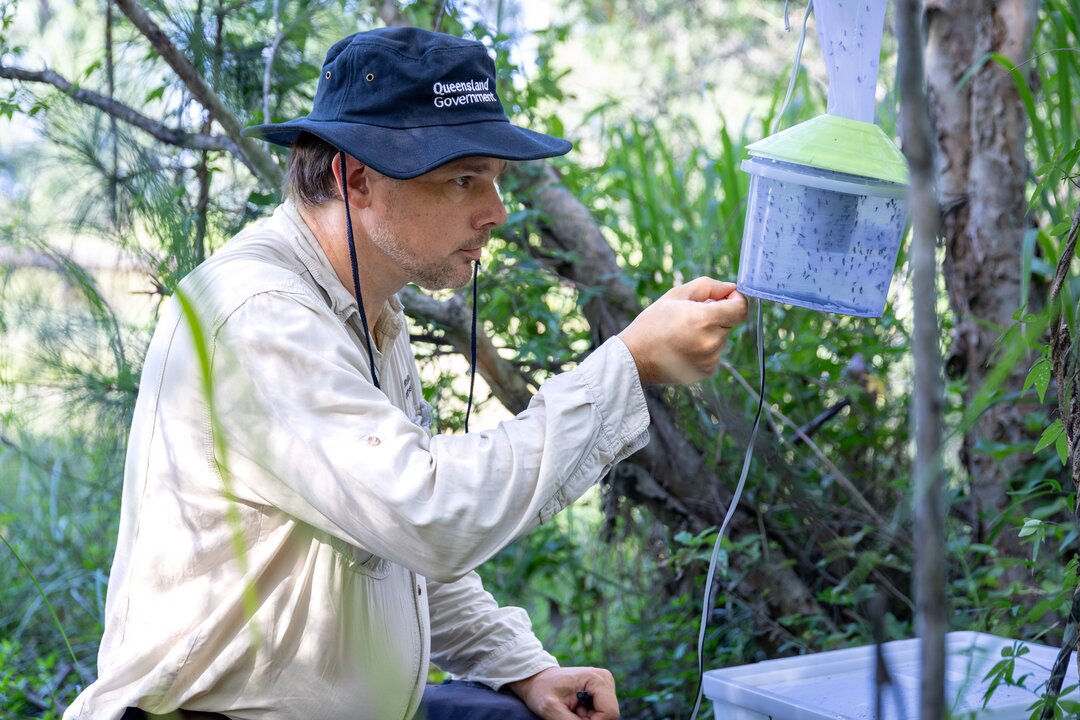 Advanced Medical Entomologist Jon Darbro sets a mosquito trap in local wetlands to test mozzies for diseases.
