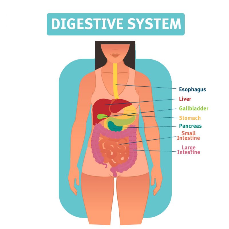 A diagram showing the digestive system