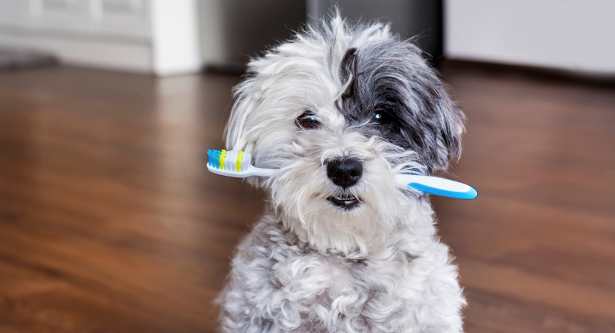 A cute fluffy grey and white Maltese poodle cross sits with a blue toothbrush in it's mouth