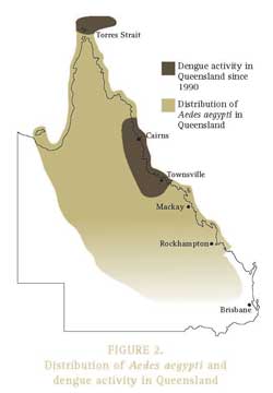 Where dengue mosquitoes are found in Queensland