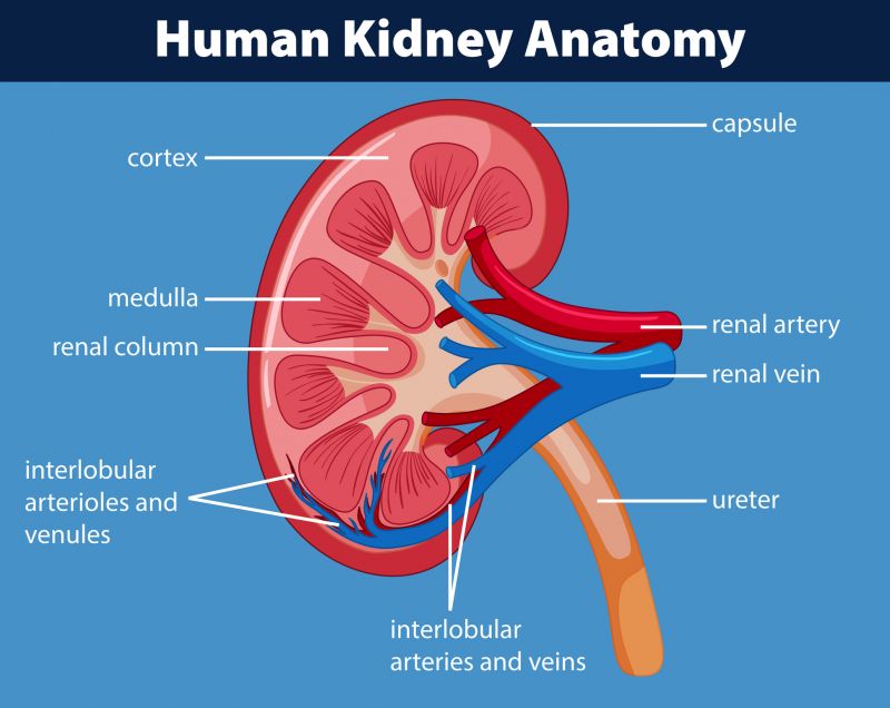 A diagram showing the parts of the kidney.