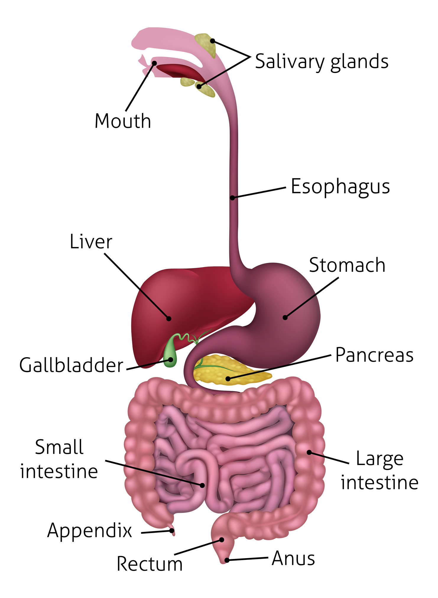 A diagram of the parts of your digestive tract.