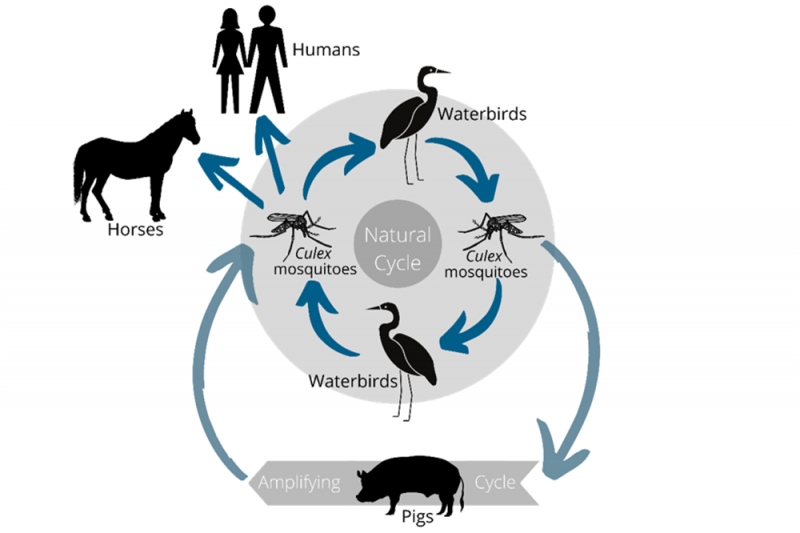 A graphic showing how Japanese encephalitis is spread by mosquitos from pigs and waterbirds to humans