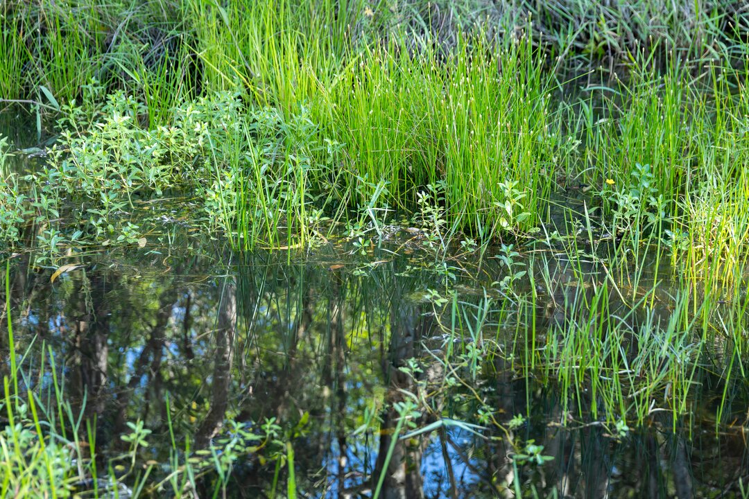 Wetlands