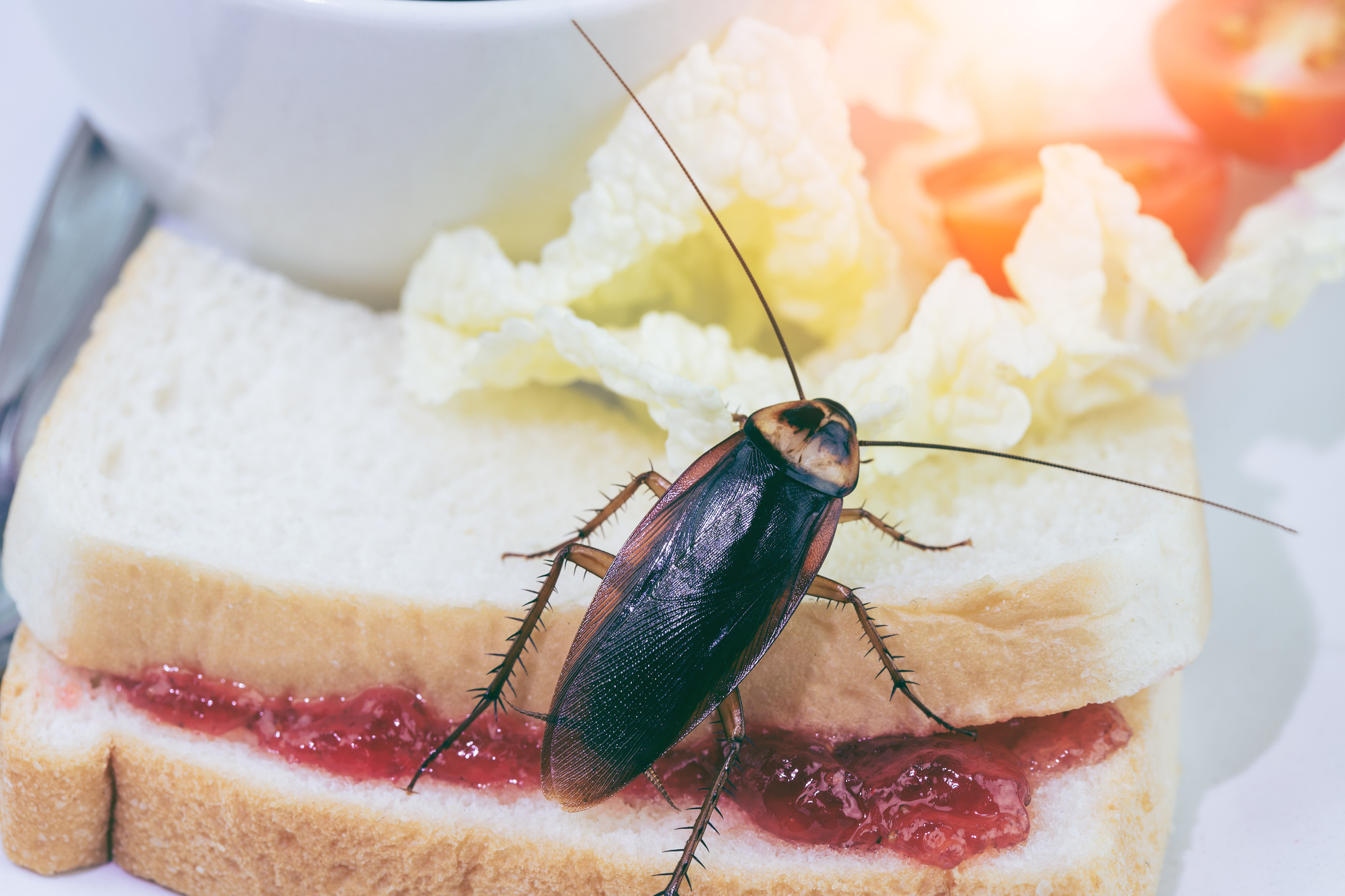 Cockroach on food is never good