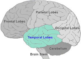 Temporal Lobes