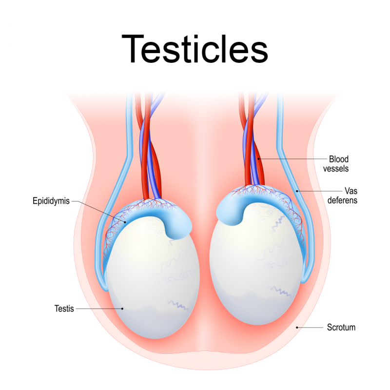 A diagram of the testicles.