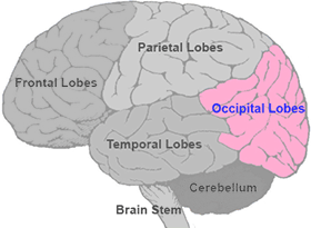 what does the occipital lobe do