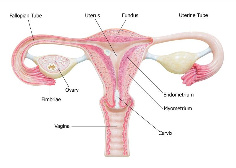 A diagram labelling the parts of the female reproductive system.