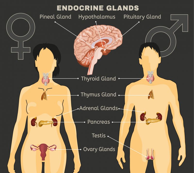 A diagram of the endocrine system