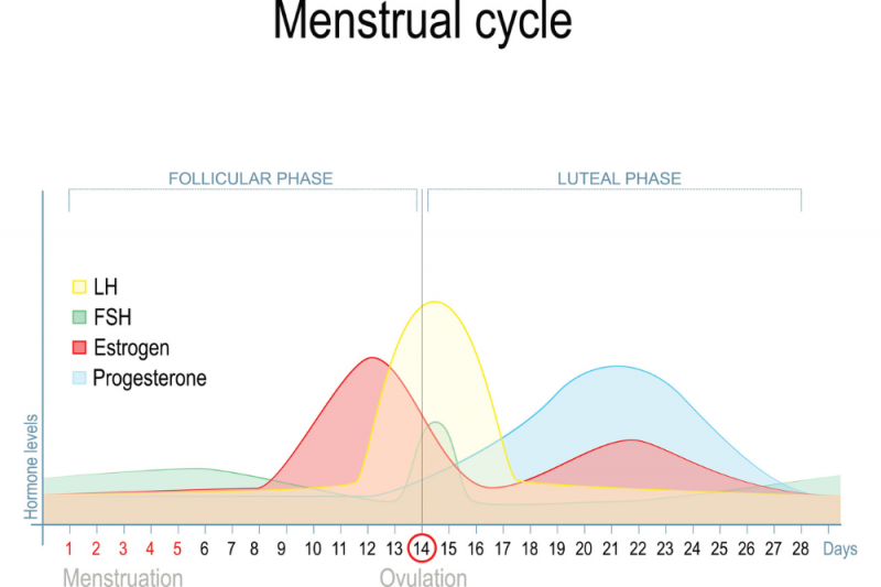 A complex graph showing the stages of the menstrual cycle and hormone levels in different colours. These include luteinising hormone in yellow, follicle stimulating hormone in green, estrogen in red, and progesterone in pale blue.