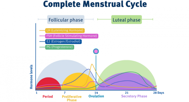 A complex graph showing the stages of the menstrual cycle and hormone levels in different colours. These include luteinising hormone in yellow, follicle stimulating hormone in green, estrogen in red, and progesterone in pale blue.