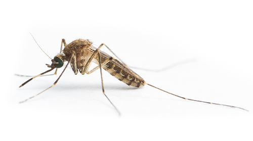 What is mosquito-borne Japanese encephalitis? | Queensland Health