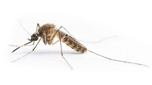 A close up photograph of a mosquito that can carry Japanese encephalitis