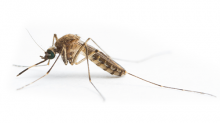 A close up photograph of a mosquito that can carry Japanese encephalitis
