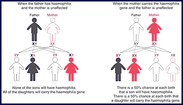 Chart on inheritance of haemophilia