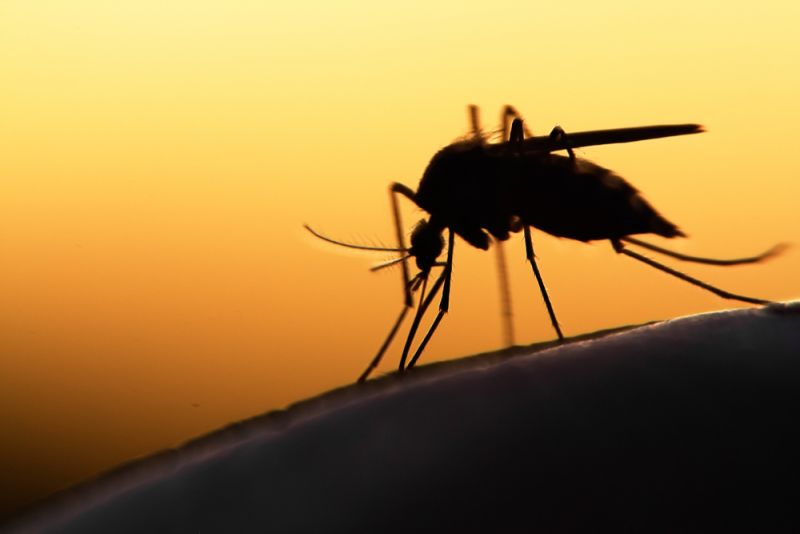 A close up of a mosquito, biting a person's arm.