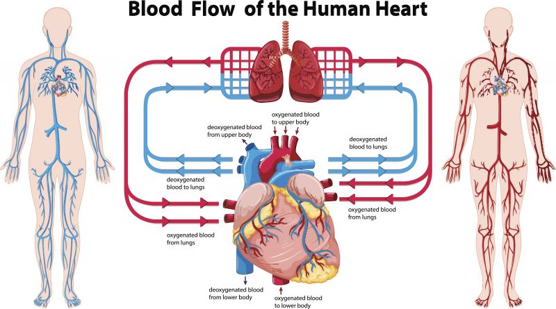 A diagram of the human body circulatory system.