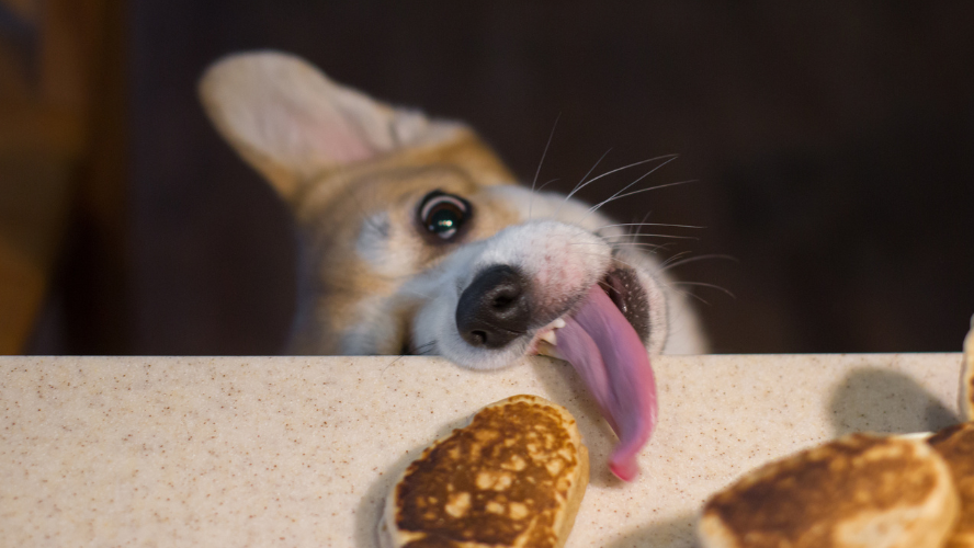 A corgi dog used his tongue to steal a treat off the kitchen counter
