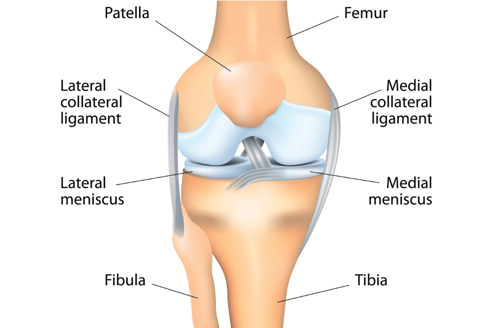 A graphic showing the major anatomical features of the knee joint including the femur, fibula, tibia, meniscus and ligaments