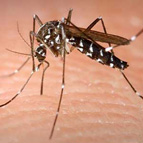 Asian Tiger mosquito