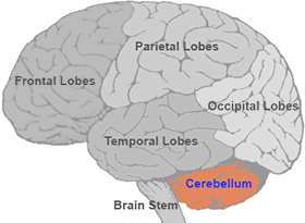 Cerebellum