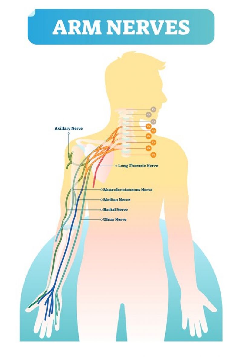 A diagram showing the nerves of the hand.