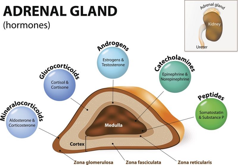 A diagram showing the hormones released by the adrenal glands.