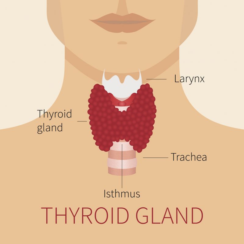 A graphic diagram of the thyroid