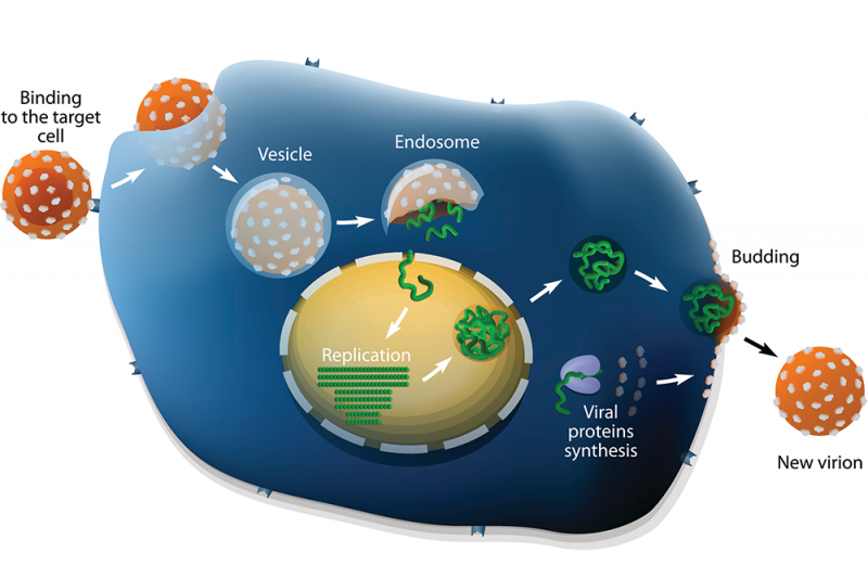 A graphic showing how and influenza virus enters a cell and makes copies of itself