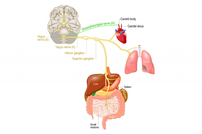 A graphic of the brain, vagus nerve and the organs it serves including the organs of the digestive system, the heart and the lungs
