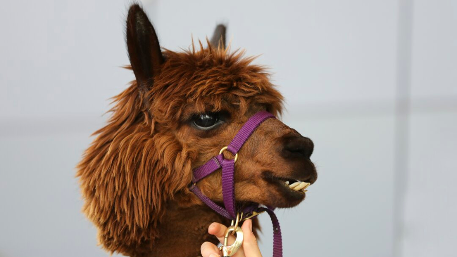 An alpaca being petted