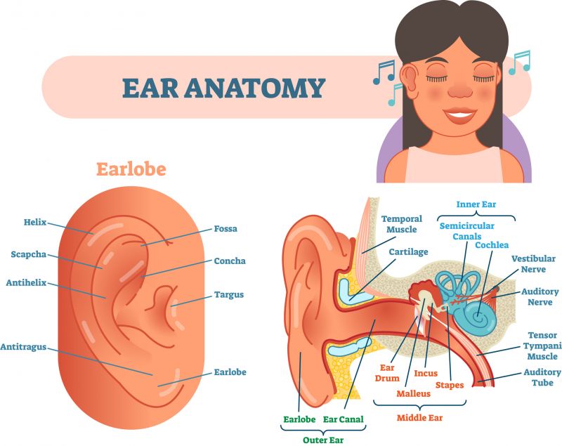 A diagram showing the parts of the ear.