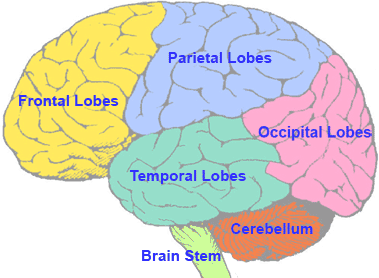 Image result for brain map