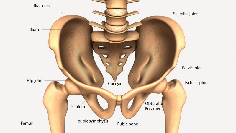 A diagram showing the bones of the pelvis. 