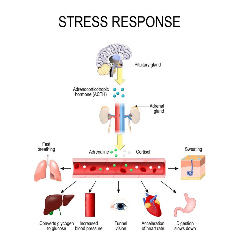 adrenal gland anxiety adrenal gland anxiety