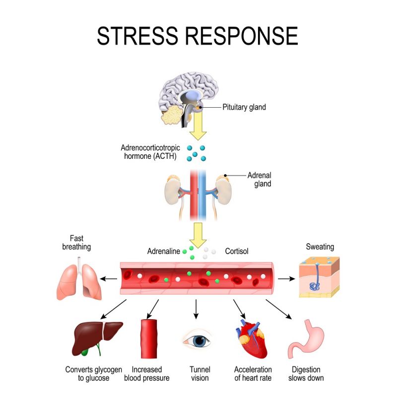 A diagram showing how the fight or flight response affects the body.