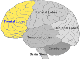 Brain Map Frontal Lobes Queensland Health