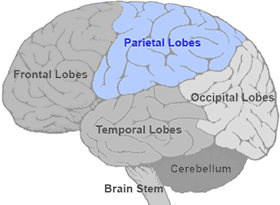 parietal Lobes