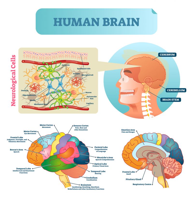 A diagram showing the parts of the brain.